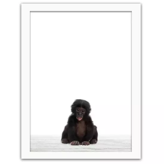 Obraz v rámu – šimpanz