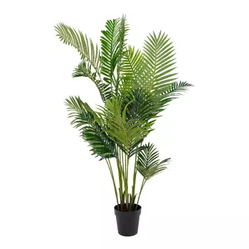 Dekorativní rostlina Areca Palm
