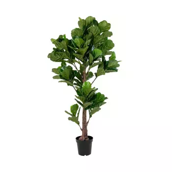 Dekorativní rostlina Fiddle Leaf Tree