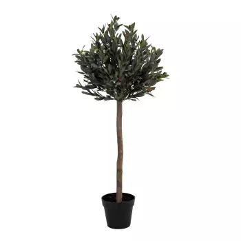 Dekorativní rostlina Olive Tree